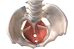 盆底康復治療及防治常識