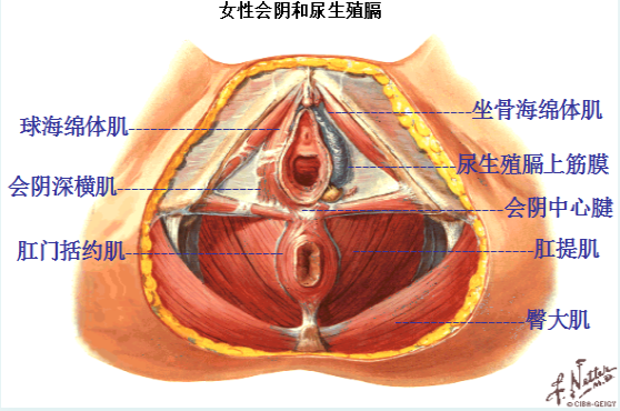 產(chǎn)后盆底修復(fù)，為什么產(chǎn)后的女性需要做盆底肌康復(fù)？