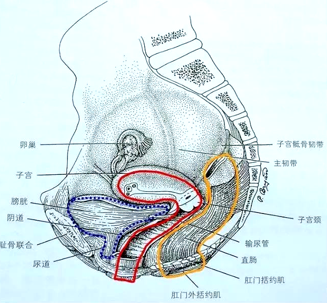 產(chǎn)后恢復(fù)項(xiàng)目中盆腔的“三腔系統(tǒng)”是怎么分界的？