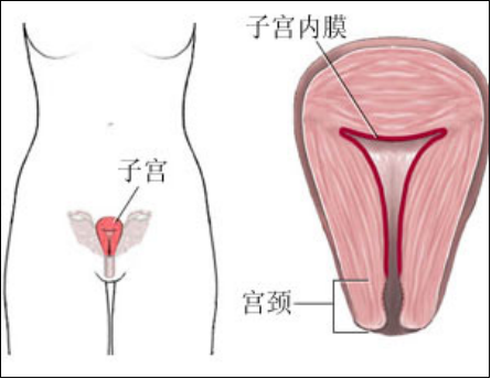 產(chǎn)后盆底肌怎么修復(fù)？你得知道為什么子宮內(nèi)膜薄要治療才能更好解決