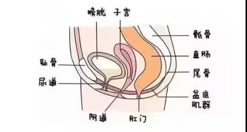 齊全的盆底肌修復儀器知識，講解醫(yī)院間不曾知道的盆底肌修復