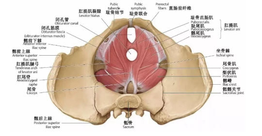 盆底肌康復(fù)治療有用嗎？專家表示，注重方法