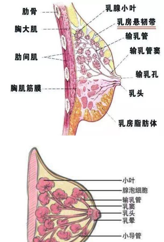 母乳喂養(yǎng)是否正常，需要稍微了解一下乳房的功能