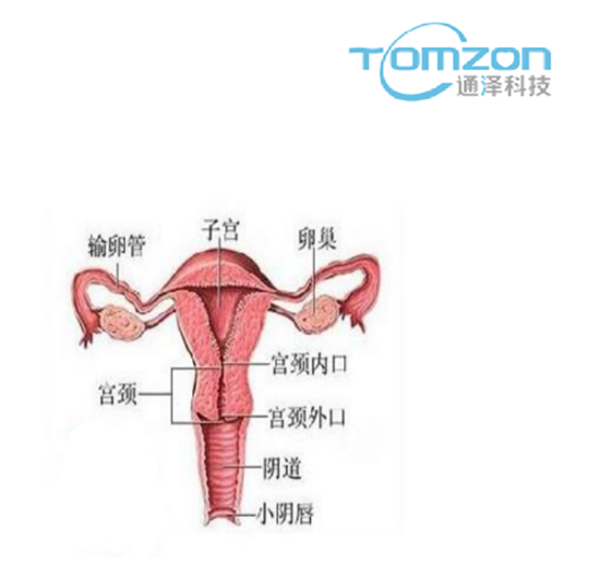 關(guān)注產(chǎn)后女性健康，子宮修復(fù)儀器的重要性