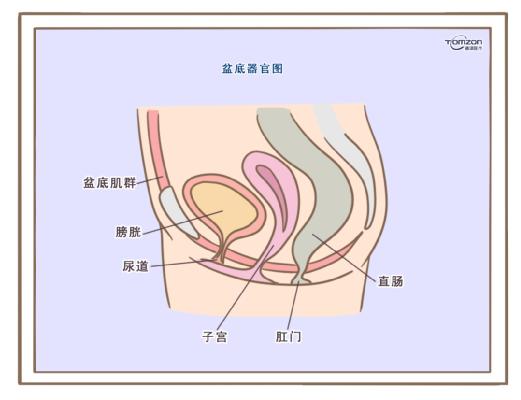 盆底康復(fù)治療儀應(yīng)該在產(chǎn)后什么時(shí)候使用？