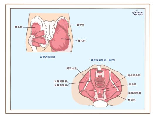 盆底訓(xùn)練儀是否可以清除盆腔內(nèi)的毒素？