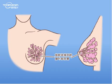 盆底康復(fù)治療儀能幫助女性乳房哪些問題？