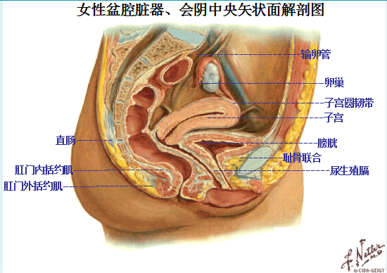 產后盆底康復治療